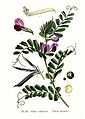 Vicia sativa plate 85 in: A. Masclef: Atlas des plantes de France Paris (1891)
