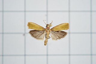 <i>Volobilis chloropterella</i> Species of moth