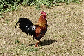A Feral Chicken on Kauai, Hawaii - a Rooster