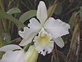 A and B Larsen orchids - Blc Baladin Dentelle DSCN3790.JPG