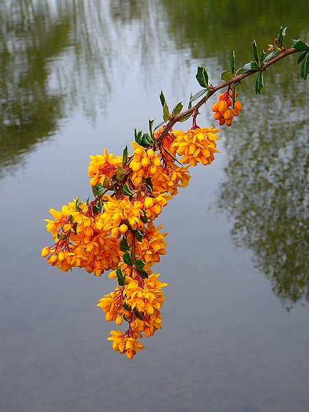 File:A brach with orange flowers (2480723461).jpg