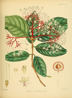 <i>Ixora jucunda</i> Species of plant