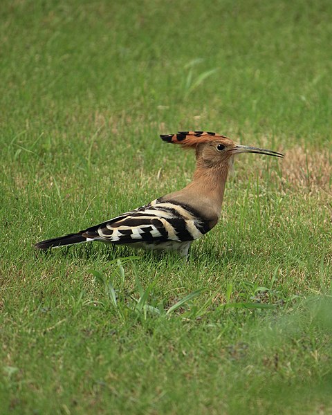 File:A hoopoe (14855576091).jpg