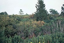 Pocosin wetland in North Carolina A shot of a pocosin wetland in North Carolina.jpg