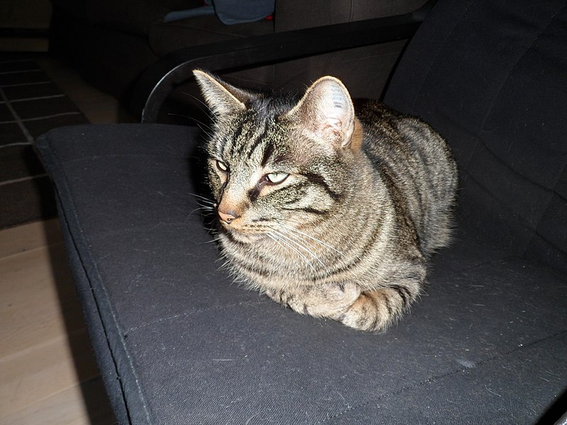 File:A tabby house cat (Felis catus).JPG