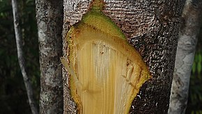 Beschreibung des Abarema jupunba (Willd.) Britton & Killip (7559079238) .jpg Bild.