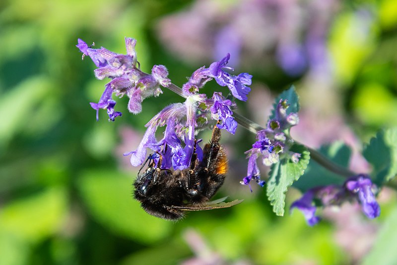 File:Abejorro (Bombus lapidarius), Bad Wörishofen, Alemania, 2019-06-20, DD 35.jpg