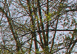 Effets d'une aberration chromatique sur une image: on observe des lignes rouges sur la gauche des branches et des lignes bleues sur leur droite.