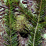 Abies bracteata 01 Cone Peak.jpg