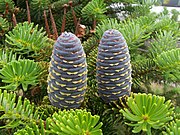 朝鲜冷杉（Abies koreana）