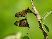 Acraea caecilia autour du Parc National de la Pendjari.jpg