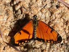 Acraea eponina00.jpg