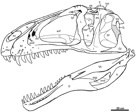 Tập_tin:Acrocanthosaurus_skull.png