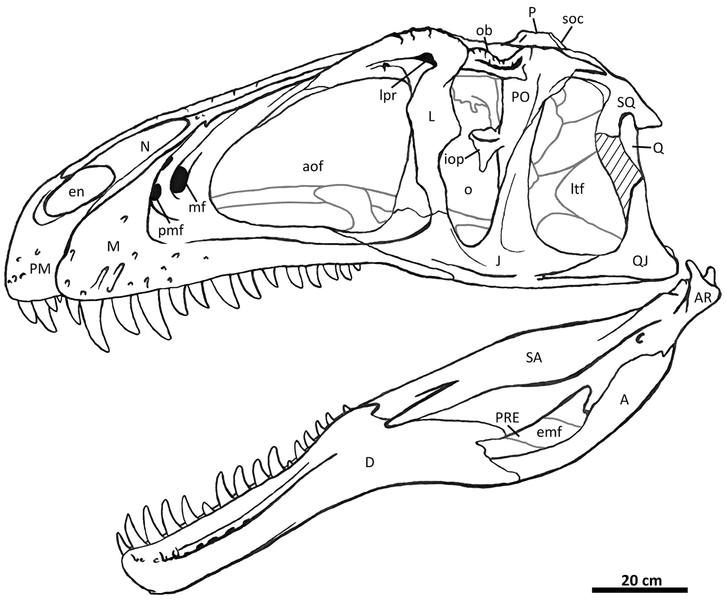 File:Acrocanthosaurus skull.png