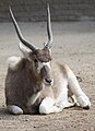 Addax at Louisville Zoo
