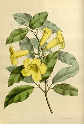 Adenocalymma comosum