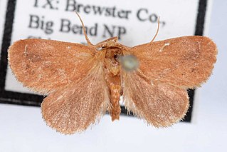 <i>Adoneta gemina</i> Species of moth