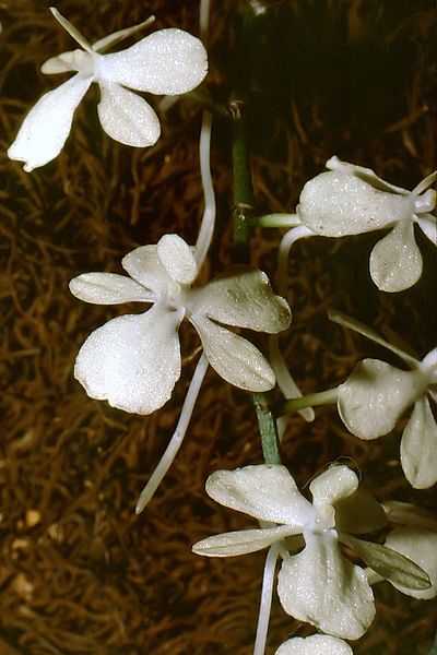 File:Aerangis citrata Orchi 002.jpg