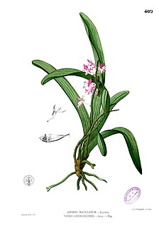 <i>Aerides quinquevulnera</i> Species of orchid