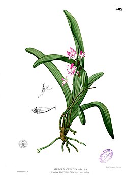 Aerides sp Blanco2.408.jpg