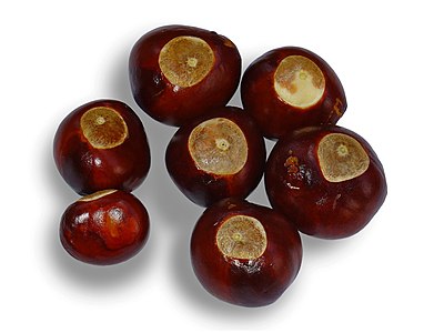 Aesculus glabra Buckeyes/chestnuts