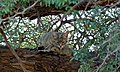 African Wild Cat (Felis lybica) (6549794935).jpg