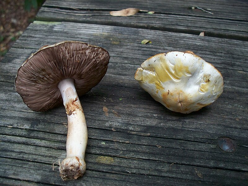 File:Agaricus abruptibulbus.jpg