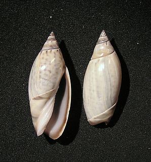 <i>Agaronia testacea</i> Species of gastropod