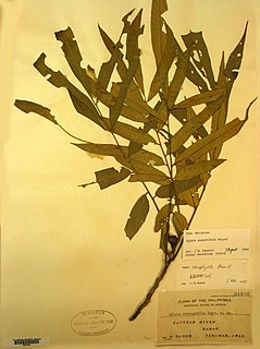 <i>Aglaia angustifolia</i> Species of flowering plant