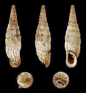 Albinaria corrugata leonisorum