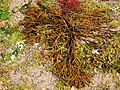 Goémon Bifurcaria bifurcata et algues (Gracilaria (rouge), Ulvophyceae (vert)) dans la baie de Concarneau 2