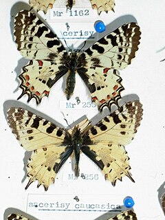 <i>Allancastria caucasica</i> Species of butterfly