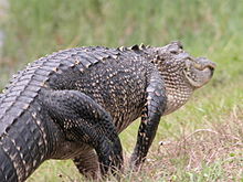 Crocodile skin - Wikipedia