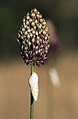 * Nomination Wild garlic (Allium curtum) & snail --Zcebeci 08:47, 18 June 2020 (UTC) * Promotion Good quality. Somewhat more DOF would have been nice. --Smial 10:51, 18 June 2020 (UTC)