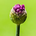 Ontluikende bloemknop van een Allium purple sensation.