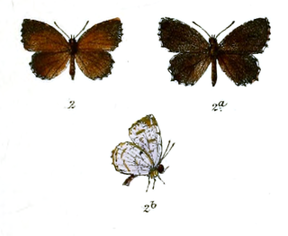 <i>Allotinus nivalis</i> Species of butterfly