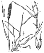 Alopecurus geniculatus drawing 1.png