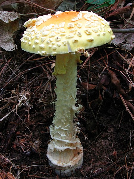 File:Amanita amerimuscaria 47038.jpg