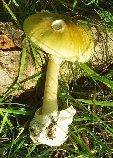 File:Amanita phalloides.jpg