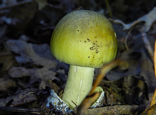 Il Fungo mortale Amanita verdognola (Amanita phalloides)