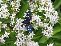 Veränderliches Widderchen (Zygaena ephialtes)