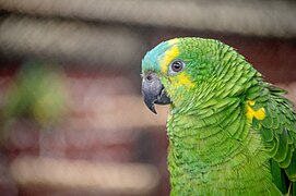 Amazon parrot