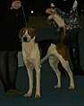 American Foxhound, tricolor