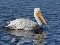 Pelican, American White Pelecanus erythrorhynchos