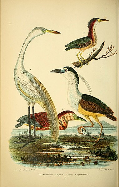 File:American ornithology; or, The natural history of the birds of the United States (Pl. 61) (8559911786).jpg