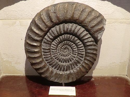 Big Ammonite in the Lyme Regis Museum, Dorset