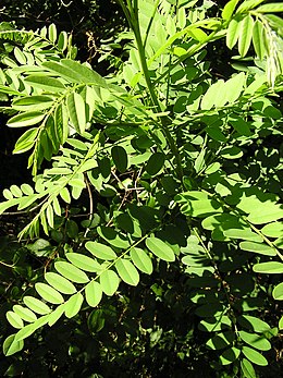 Krūminė amorfa (Amorpha fruticosa)