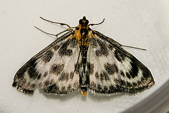 Vitt nässelmott, Anania hortulata