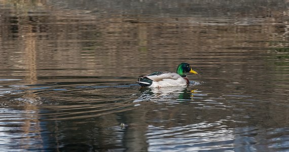 Anas platyrhynchos (Mallard) male swimming