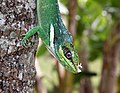 * Nomination Anolis equestris bright colours after winning a fight --Ianare 05:43, 24 July 2008 (UTC) * Promotion Surprisingly sharp at that size ! With a more appealing background, I would have nominated it as FPC. ~~~~